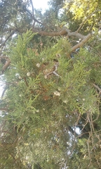 Juniperus deppeana deppeana