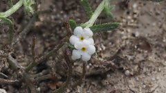 Pectocarya heterocarpa