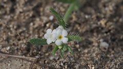 Pectocarya heterocarpa