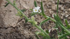 Pectocarya heterocarpa