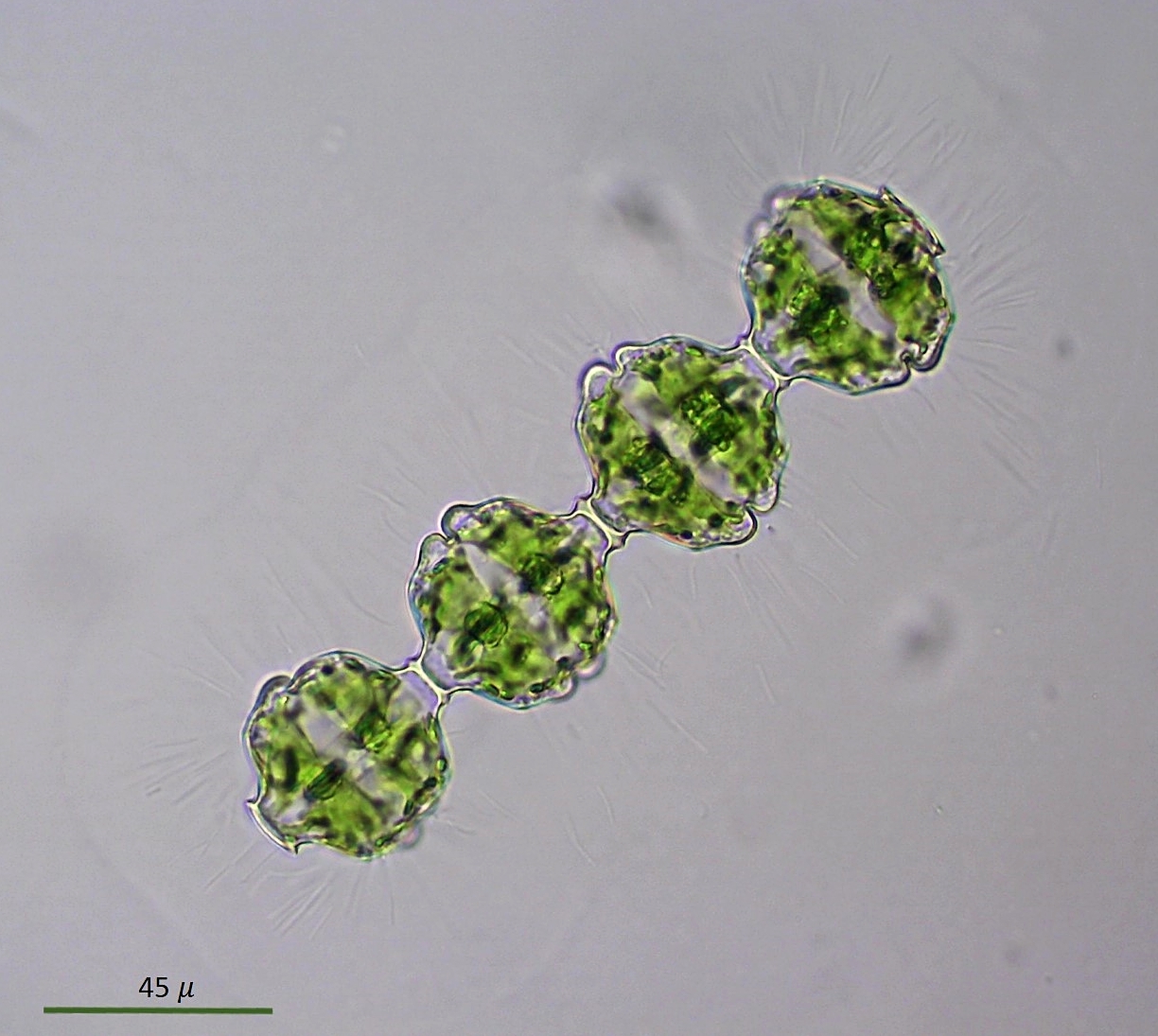 Desmidium coarctatum