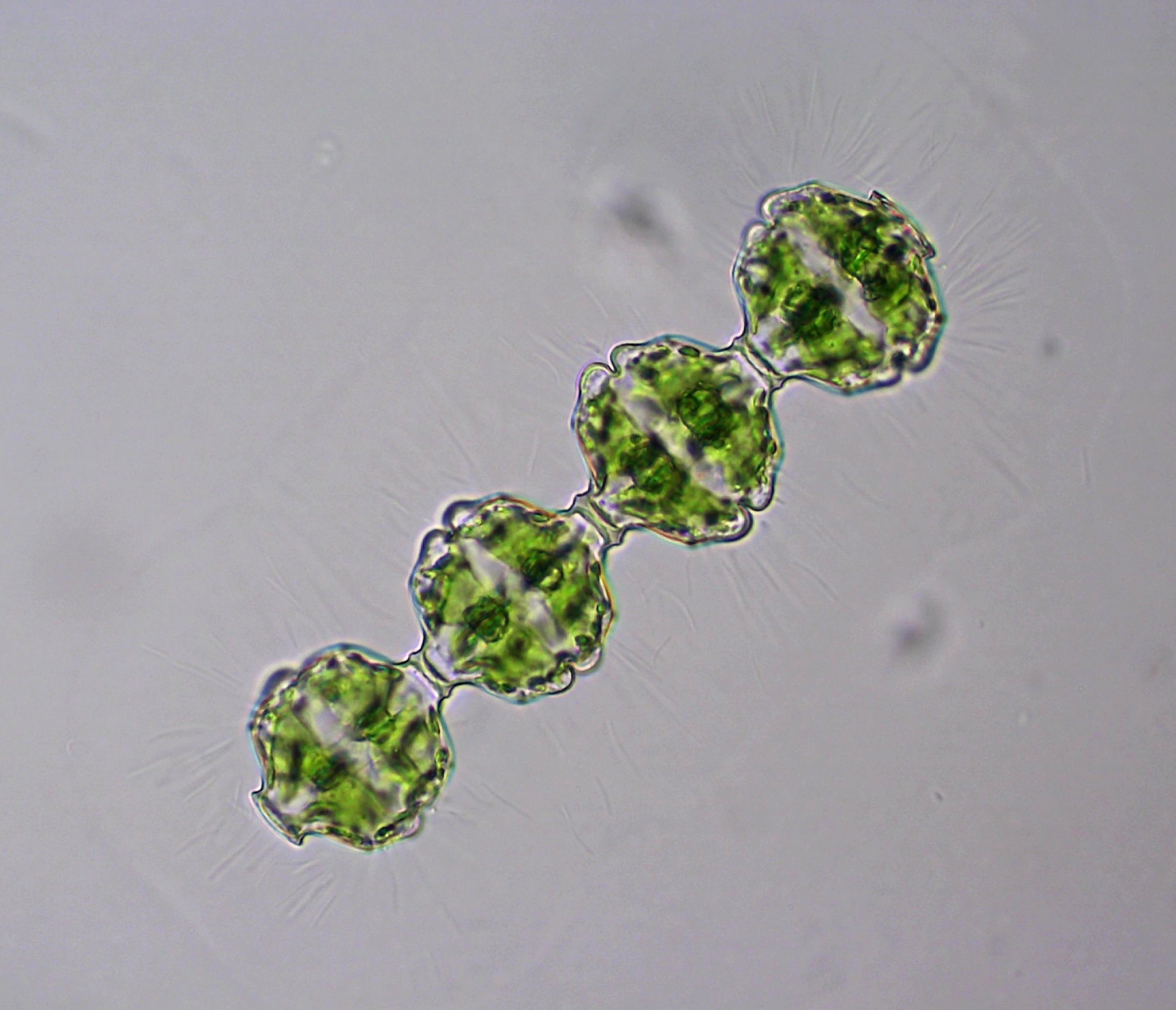 Desmidium