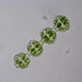 Desmidium - Photo (c) MikeN, some rights reserved (CC BY-NC), uploaded by MikeN