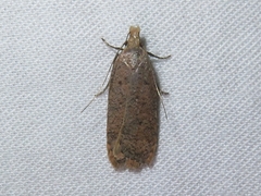 Dichomeris ventrellus