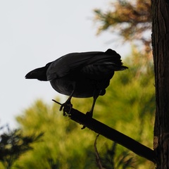Corvus macrorhynchos japonensis
