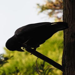 Corvus macrorhynchos japonensis