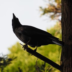 Corvus macrorhynchos japonensis