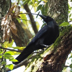 Corvus macrorhynchos japonensis