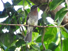 Hypsipetes philippinus