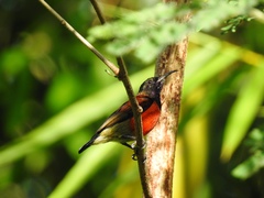 Leptocoma sperata