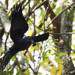 Corvus macrorhynchos japonensis
