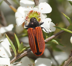 Castiarina erythroptera