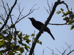 Sarcops calvus