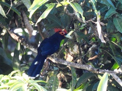 Dasylophus superciliosus