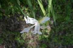 Iris munzii