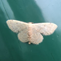 Idaea ptyonopoda