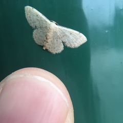Idaea ptyonopoda