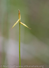 Carex pauciflora