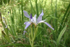 Iris munzii