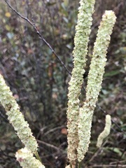 Sanguisorba canadensis