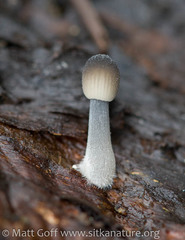 Mycena amicta