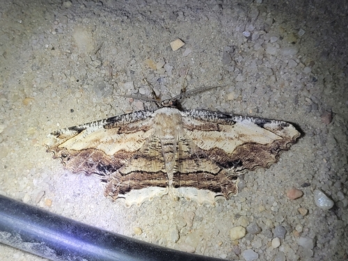 Lytrosis heitzmanorum