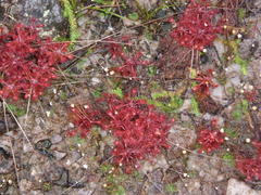 Drosera communis
