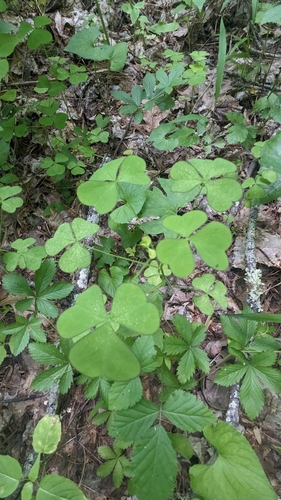 Great yellow woodsorrel (Oxalis grandis)