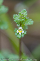 Euphrasia mollis