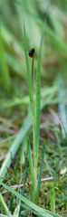 Juncus ensifolius