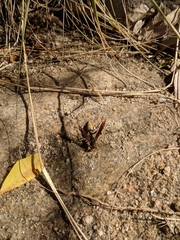 Polistes comanchus navajoe