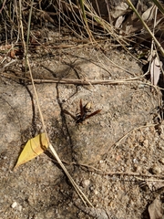 Polistes comanchus navajoe