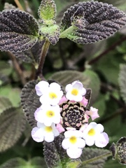 Lantana hispida