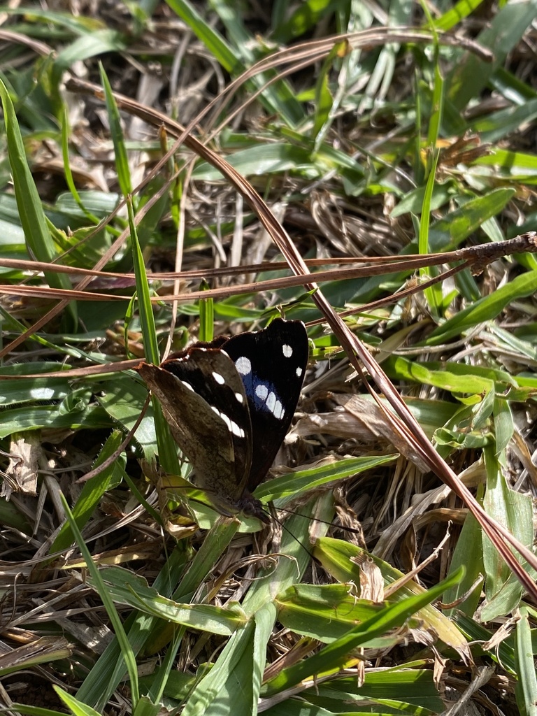 Cybdelis phaesyla