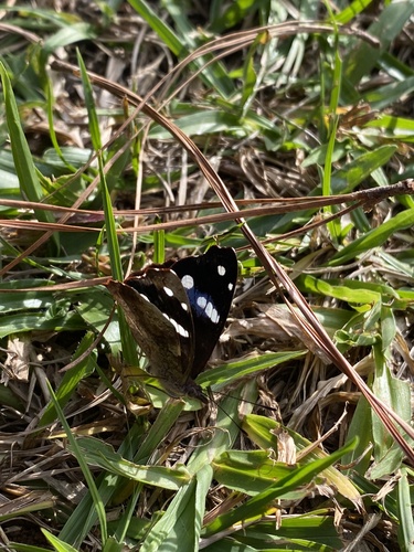 Cybdelis phaesyla