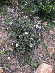 Lantana hispida