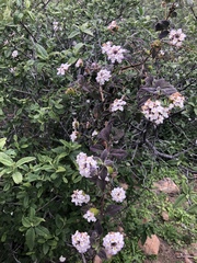 Lantana hispida
