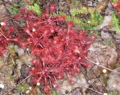 Drosera communis