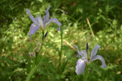 Iris munzii