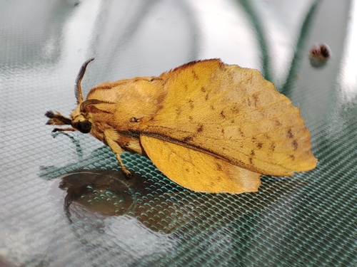 Gastropacha populifolia
