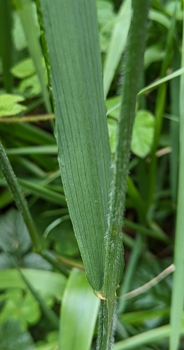 Image of Elymus californicus by (c) Alan Prather, some rights reserved (CC BY)