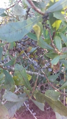 Morella cerifera image