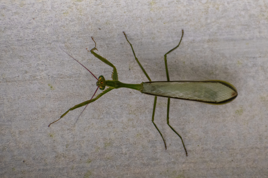 Cardioptera squalodon