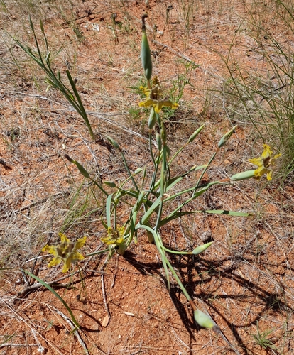 Ferraria glutinosa image