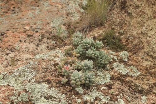 Pachyphytum hookeri 3