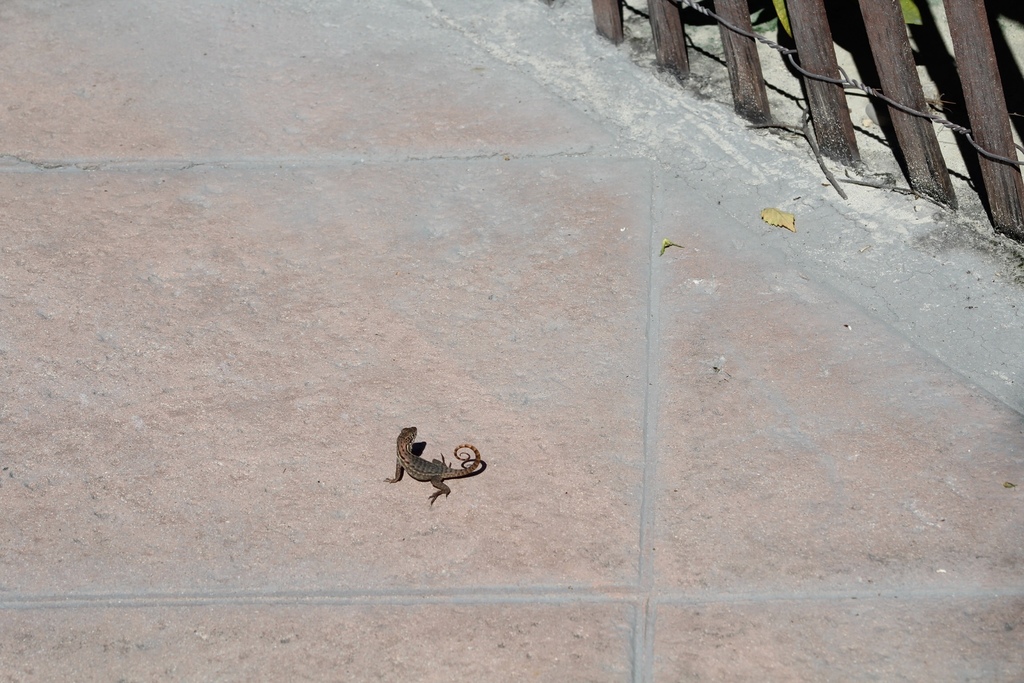 Little Bahama Curly-tailed Lizard