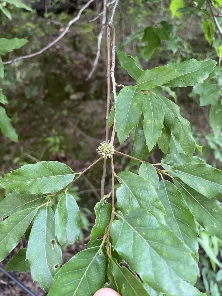 Quercus baronii