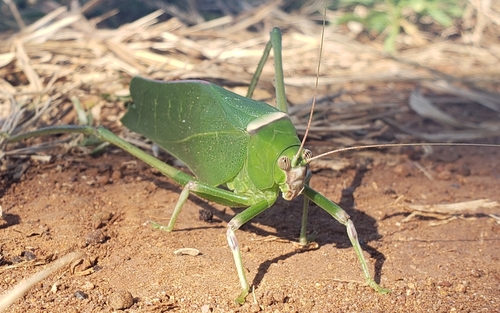 Giant Leaf Katydid