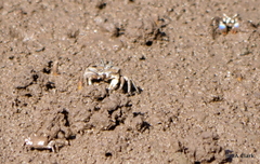 Australoplax tridentata