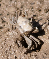 Australoplax tridentata